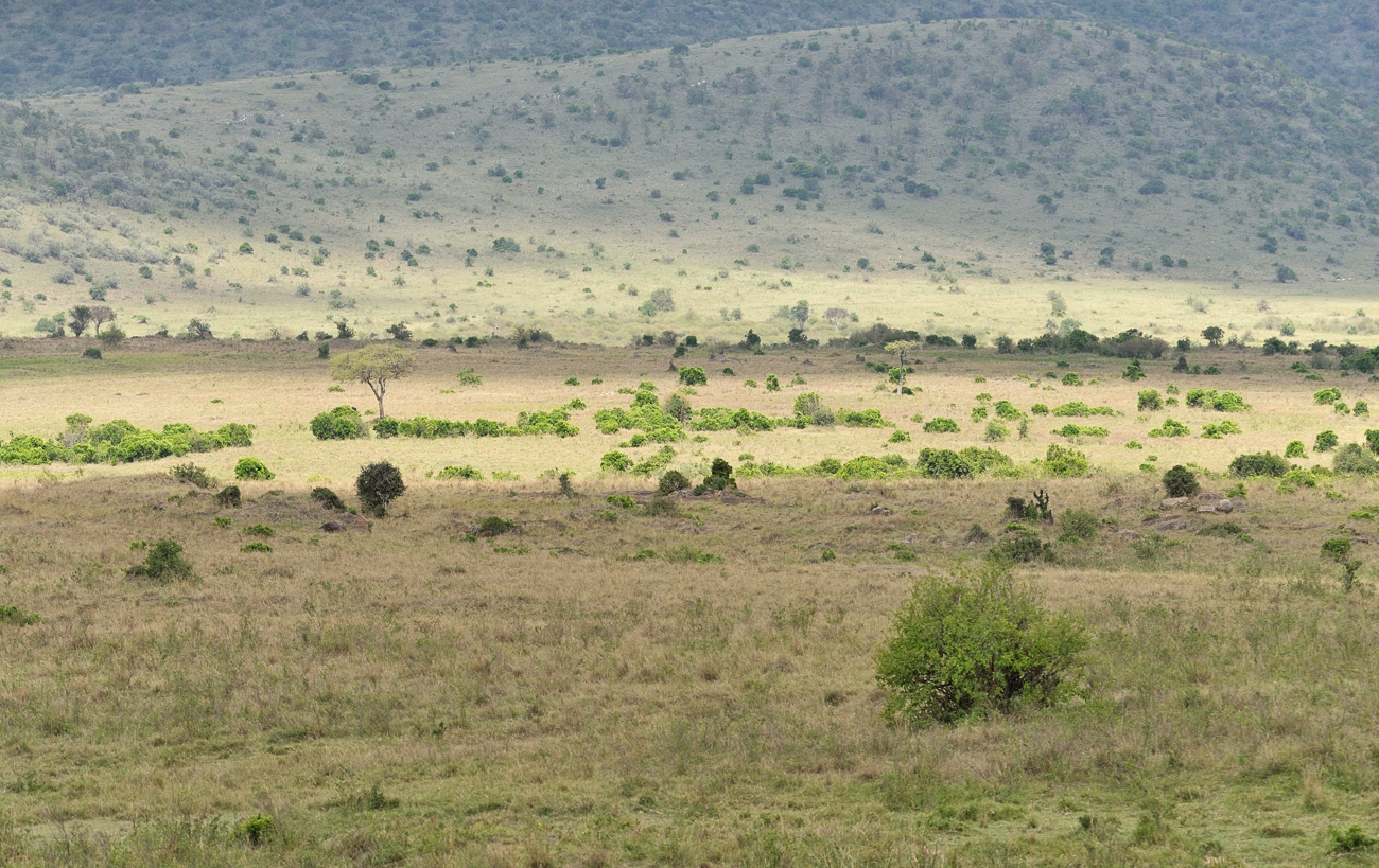 Masai Mara