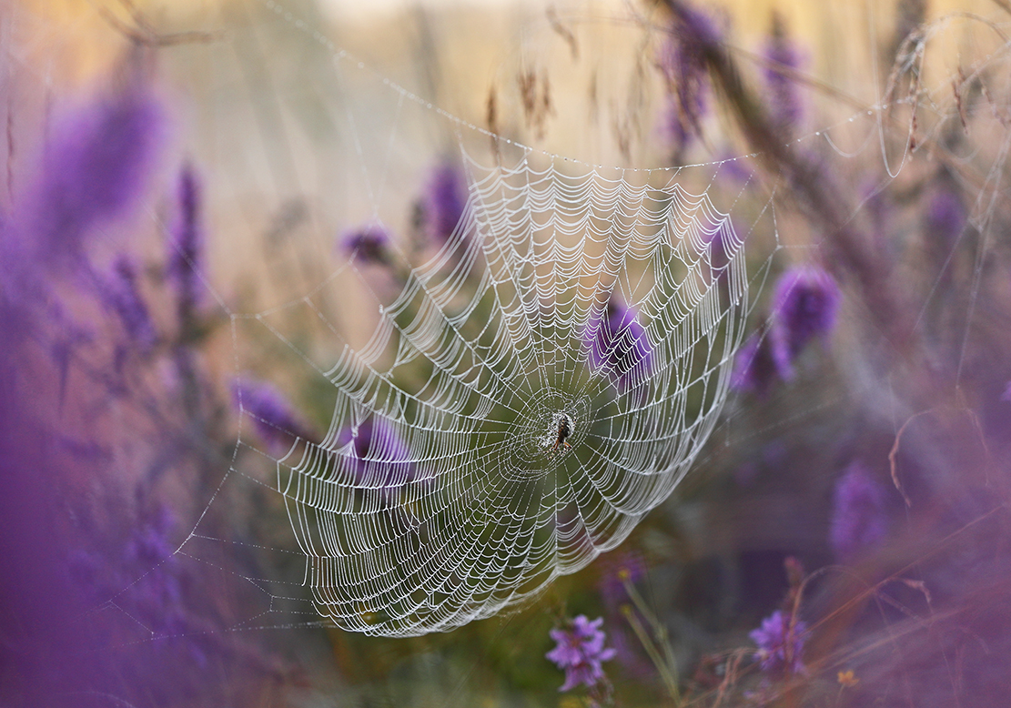 Spinnennetz in Lila