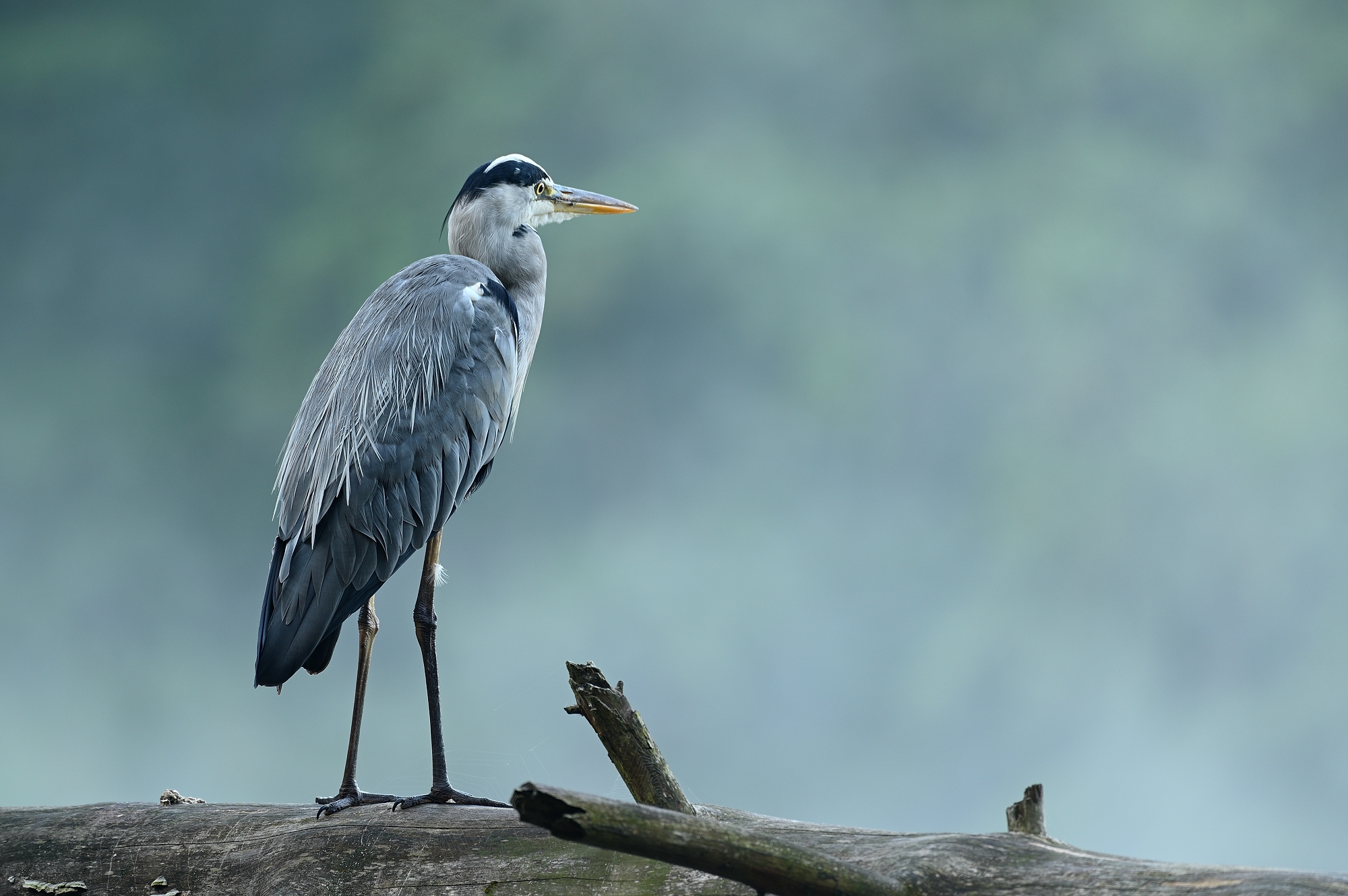 Graureiher im Nebel