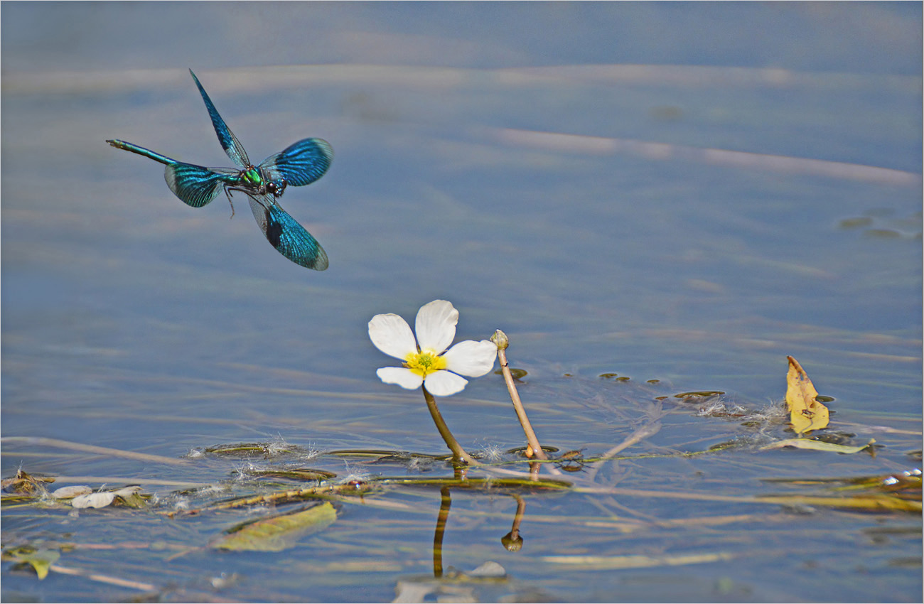 Landeanflug