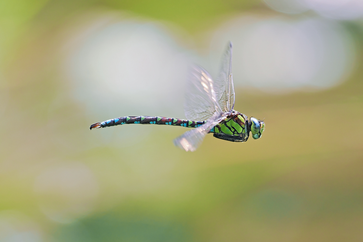 Flugbilder jeder Art,hier die Blau-grüne Mosaikjungfer,