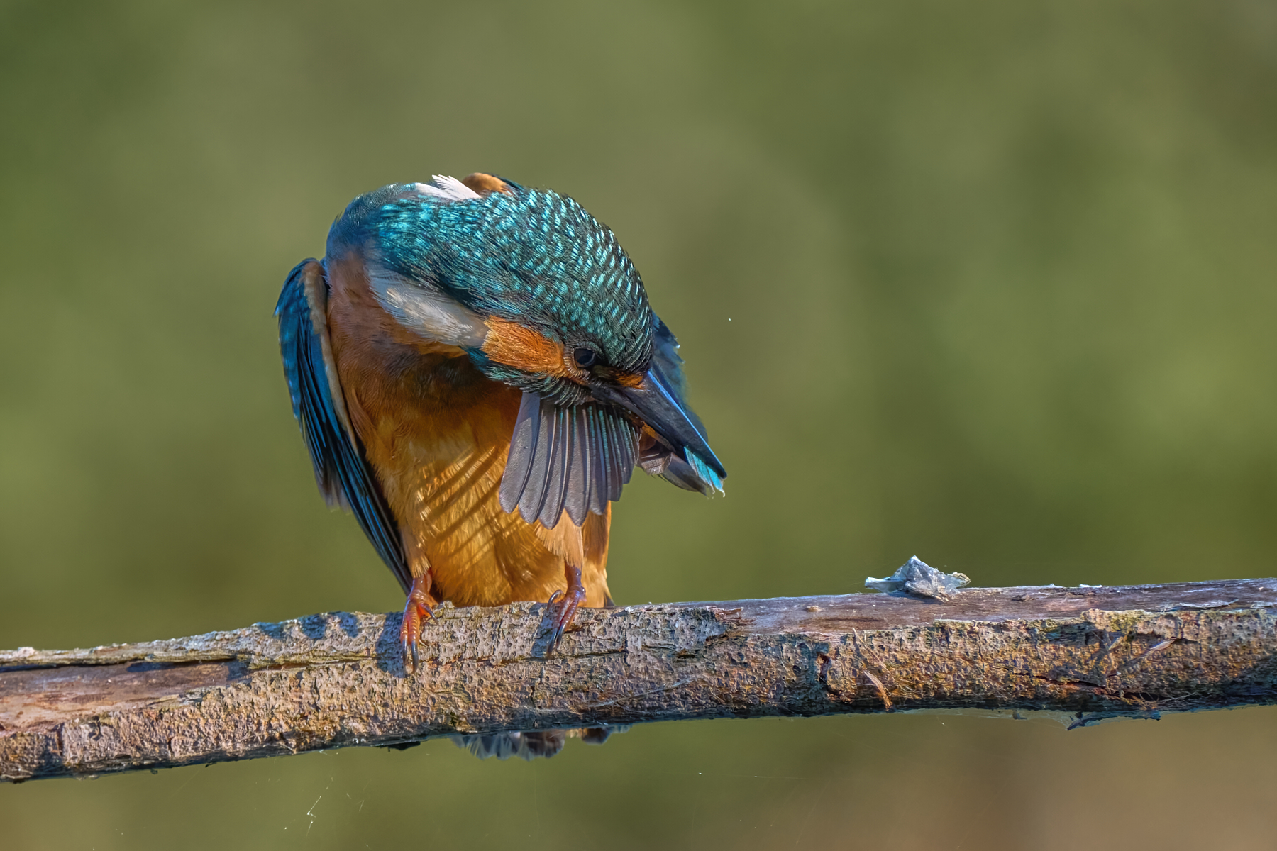 Eisvogel bei der Gefiederpflege