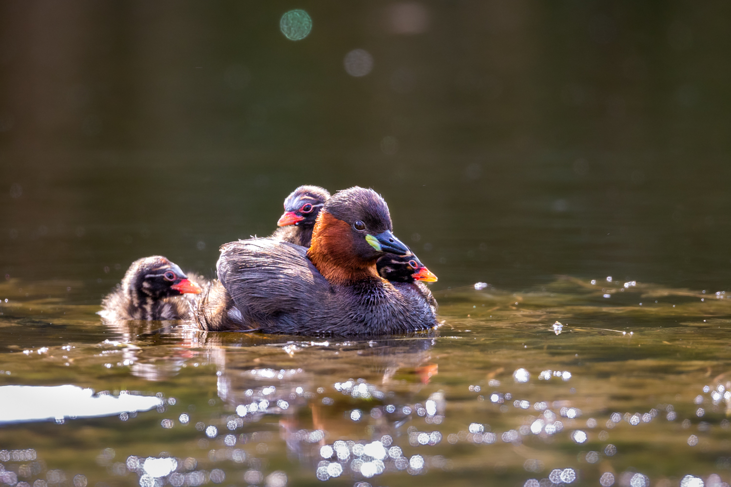 Bootstour bei Familie Zwergtaucher