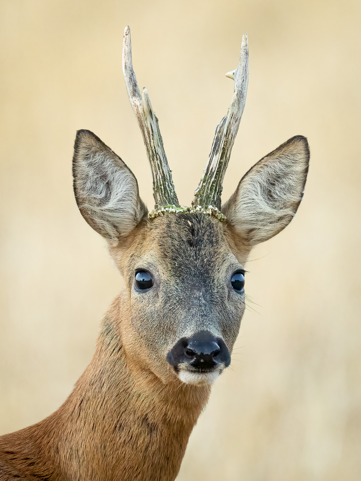 Rehbock Portait