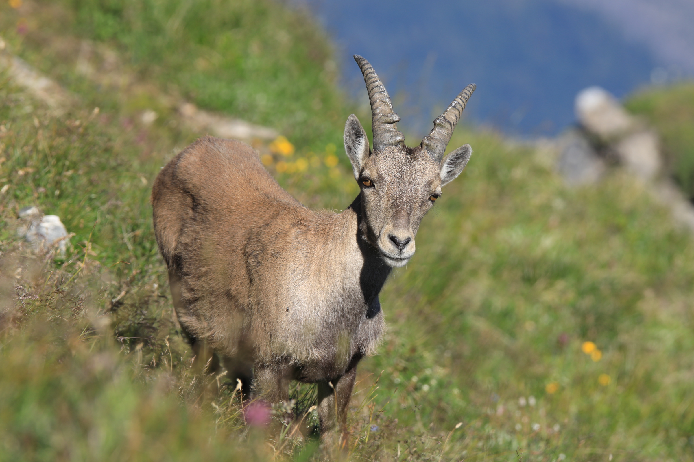 Junger Steinbock