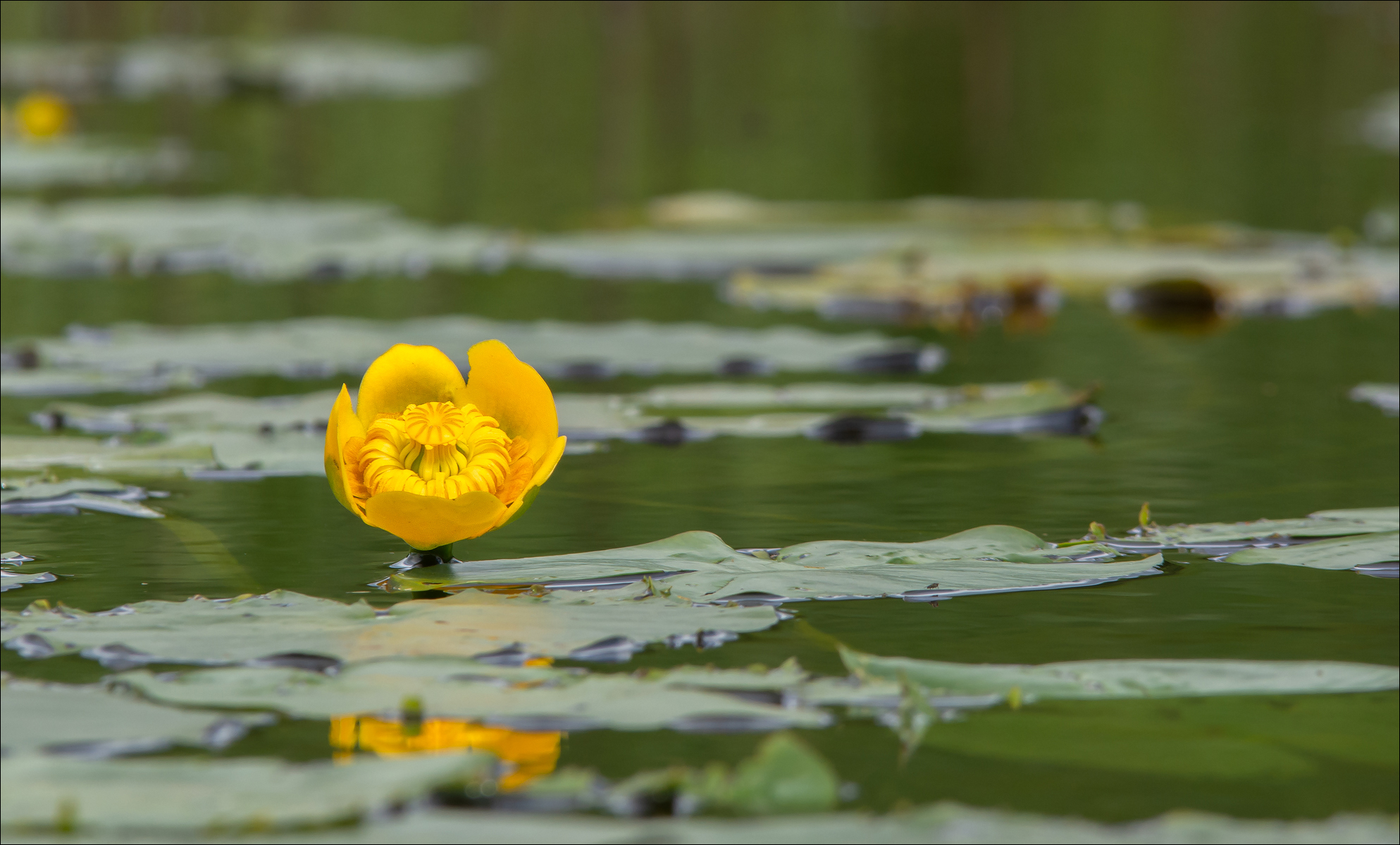 Nuphar lutea