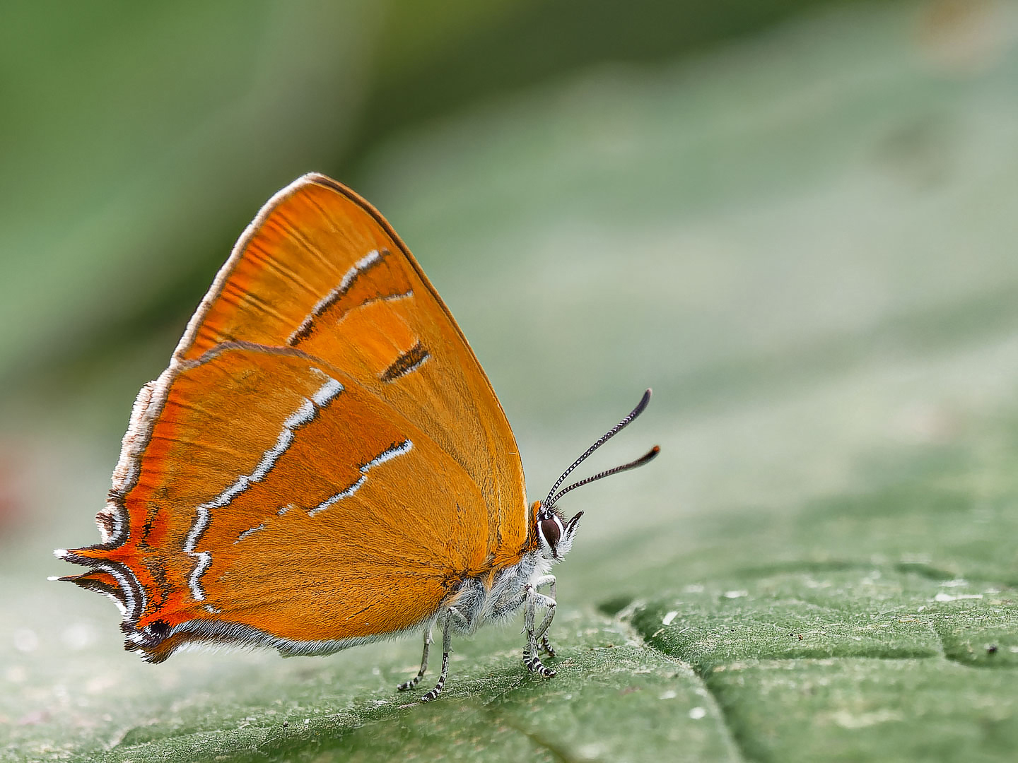 Nierenfleck-Zipfelfalter ( thecla betulae )