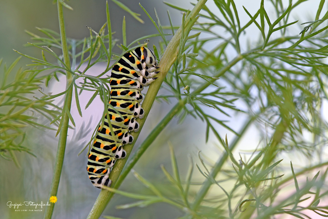 Im Dill ...