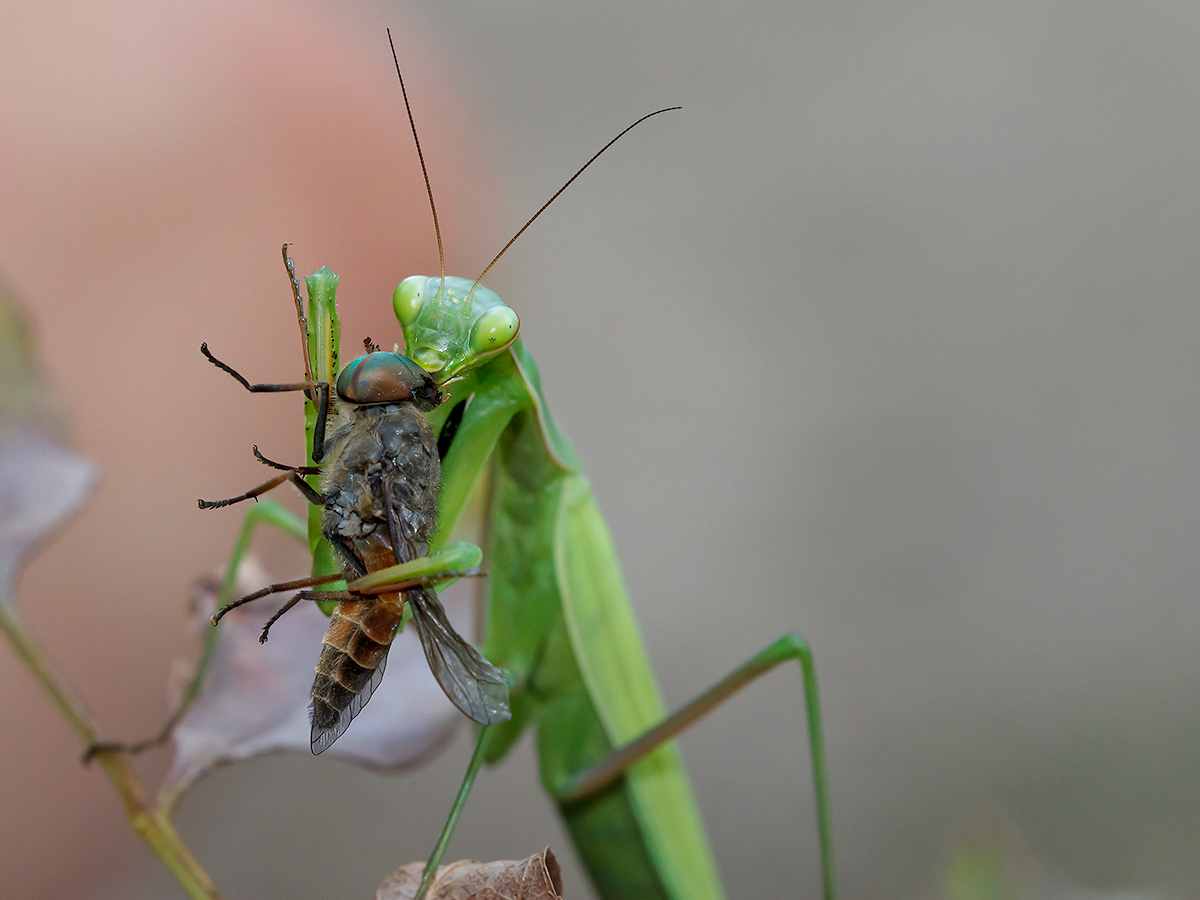 Gottesanbeterin mit Fliege