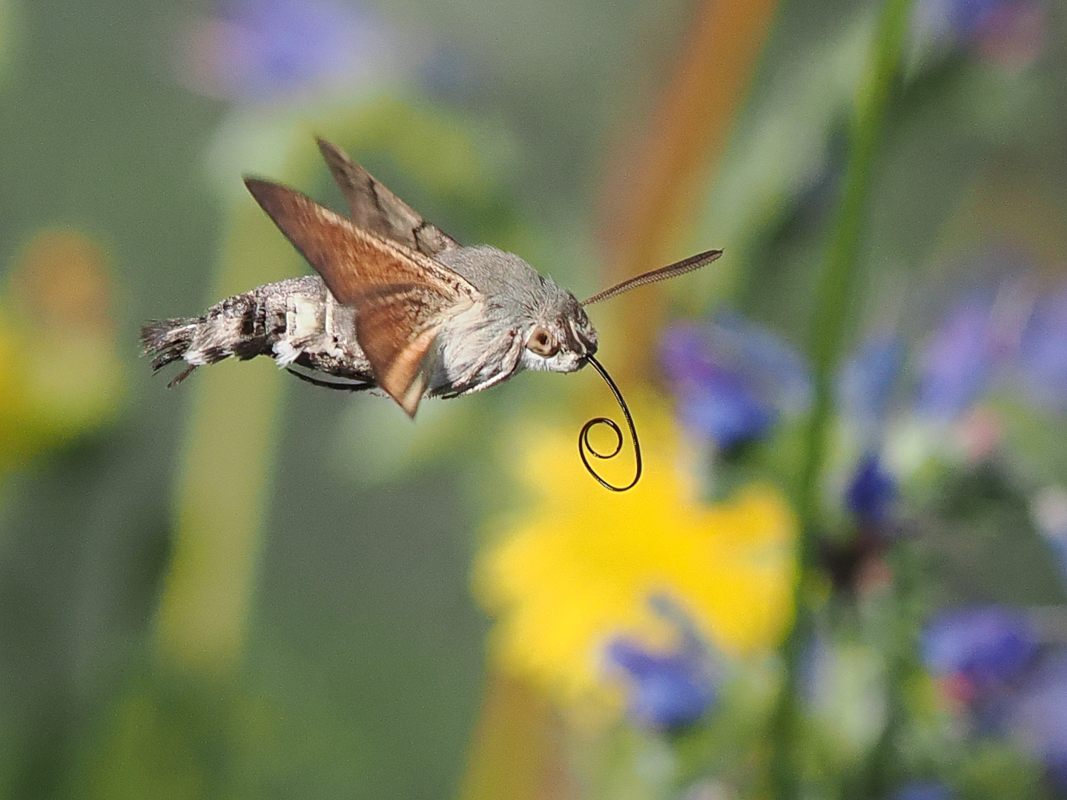 Taubenschwänzchen im Anflug