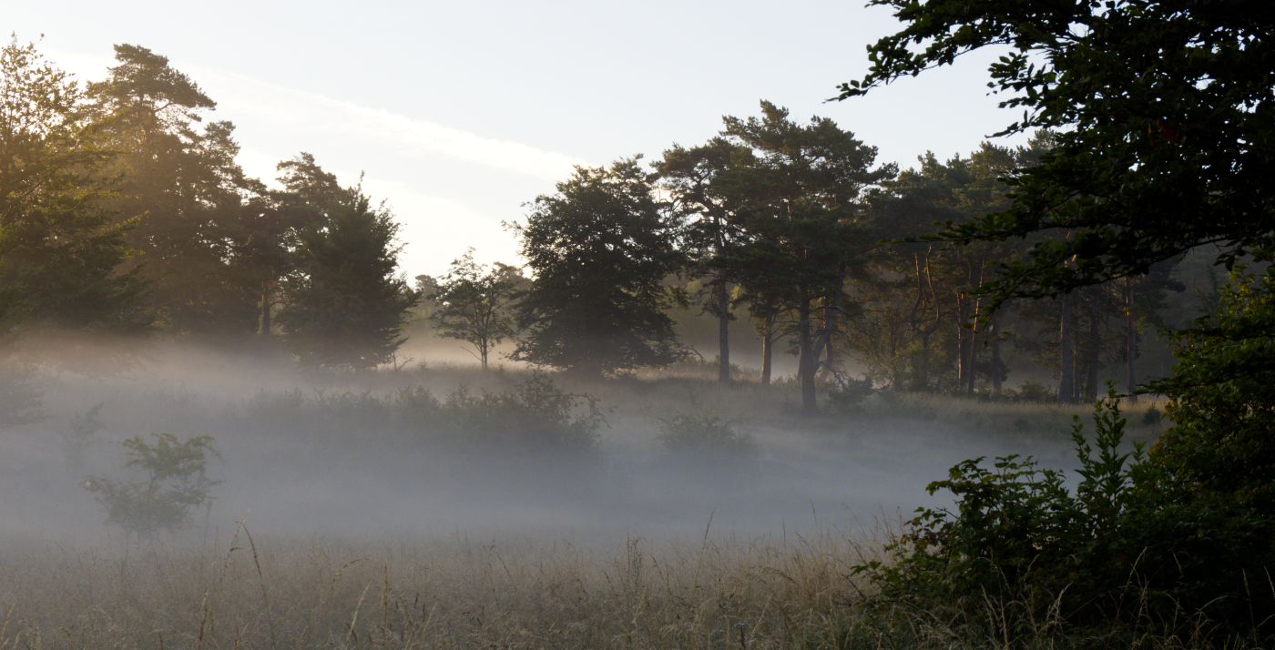 Lieblingsmakrowiese am Morgen