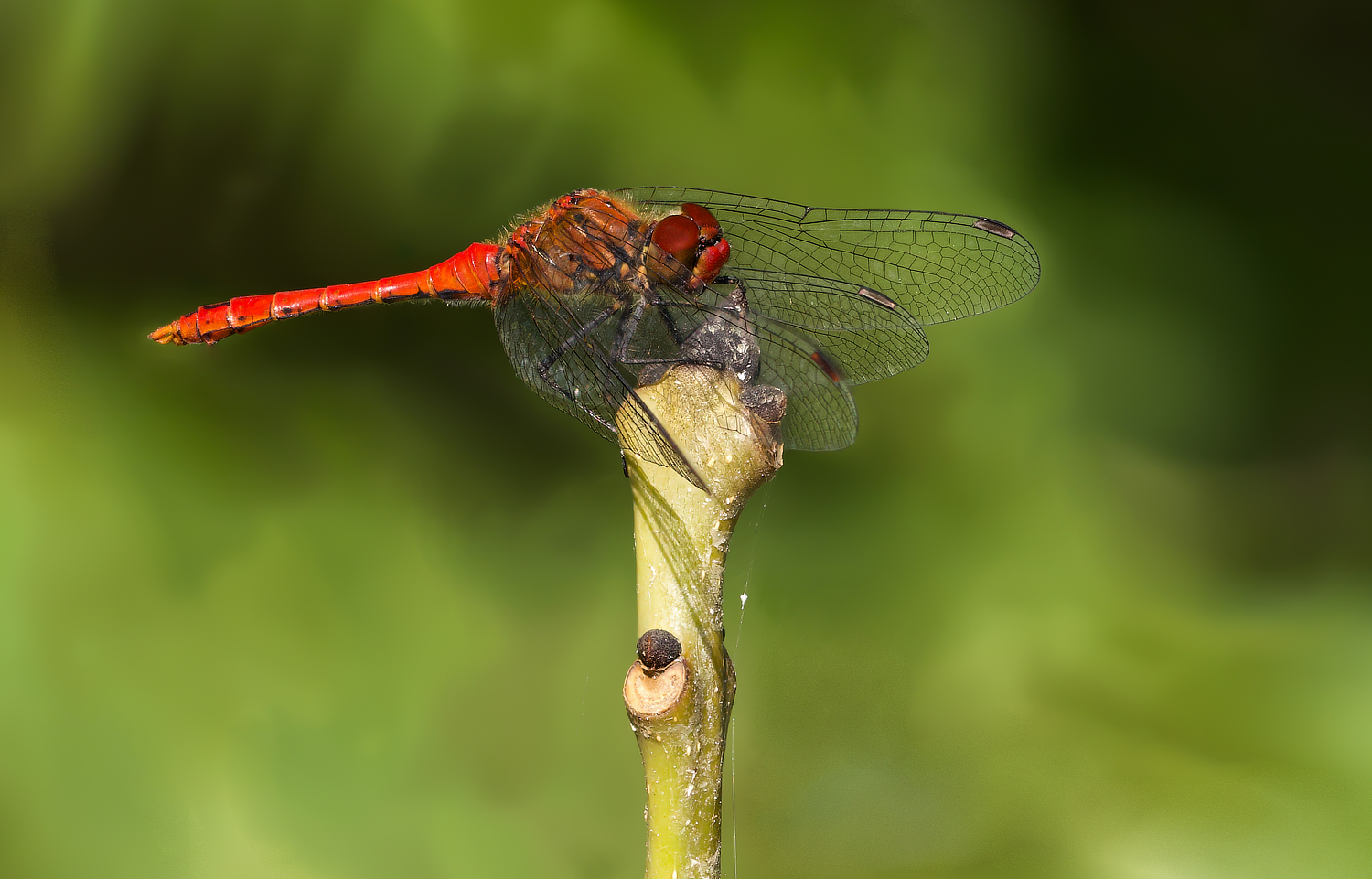 Blutrote Heidelibelle