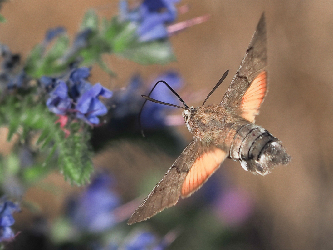 Taubenschwänzchen im Gleitflug