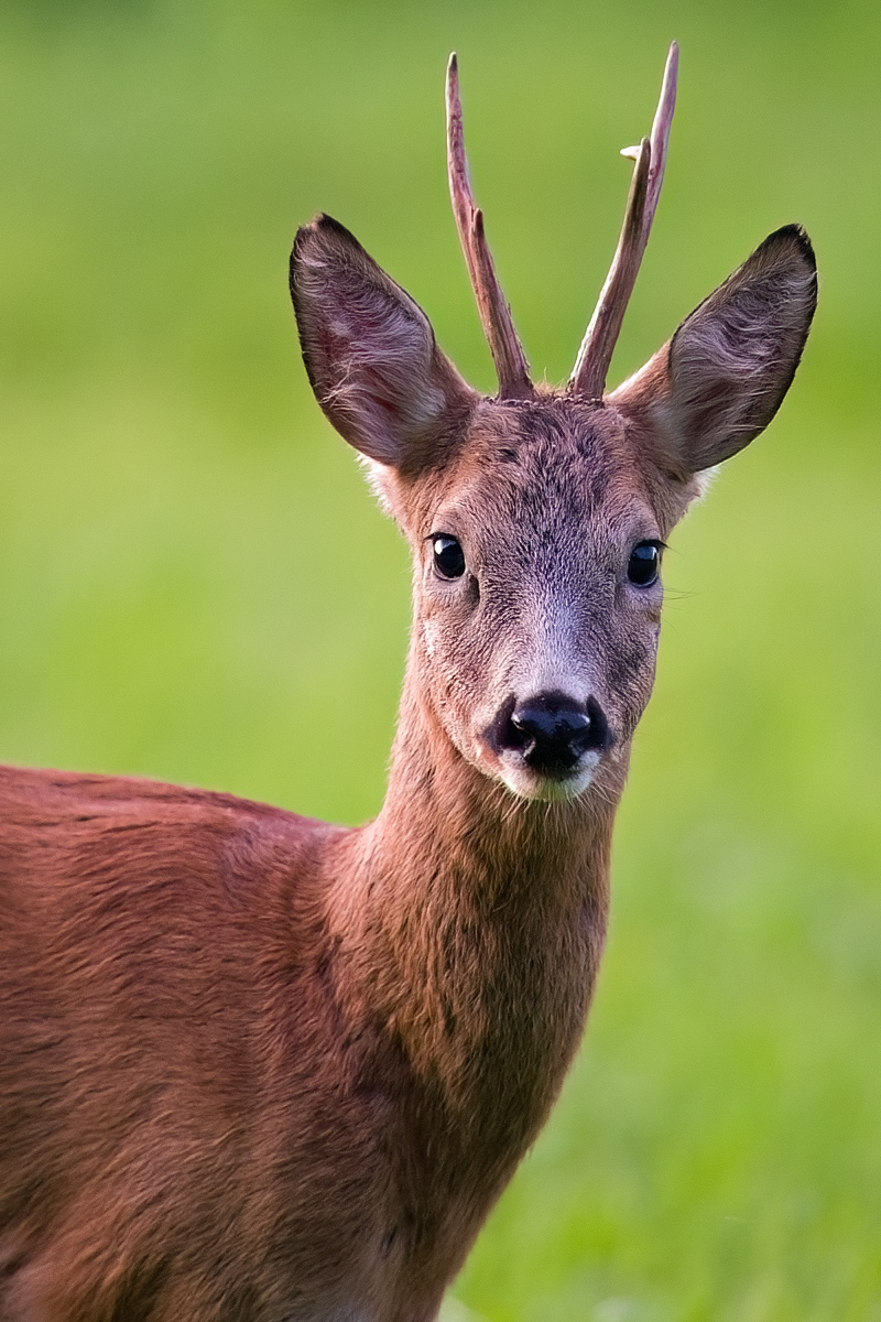 Bock-Porträt