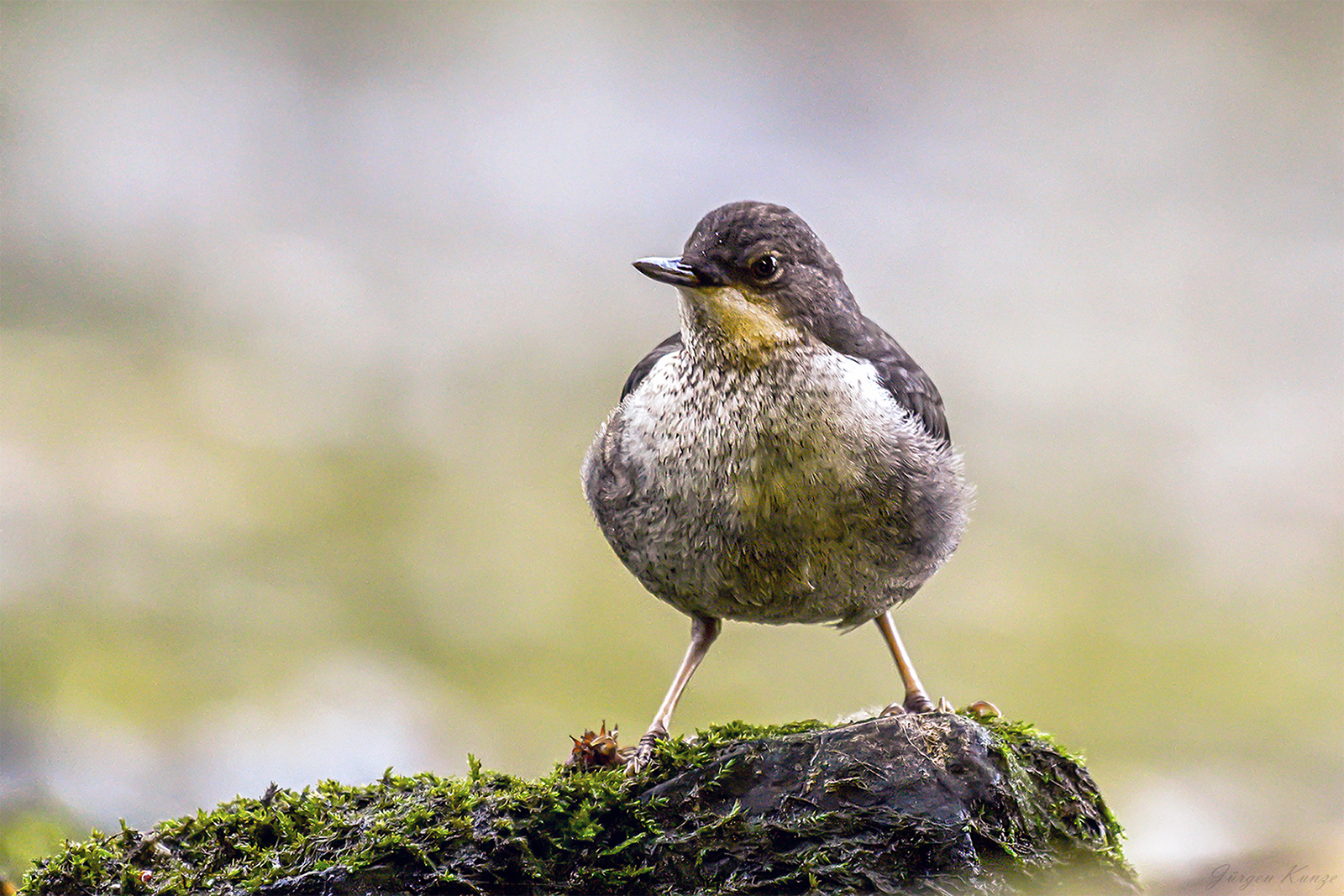 Der Fesche