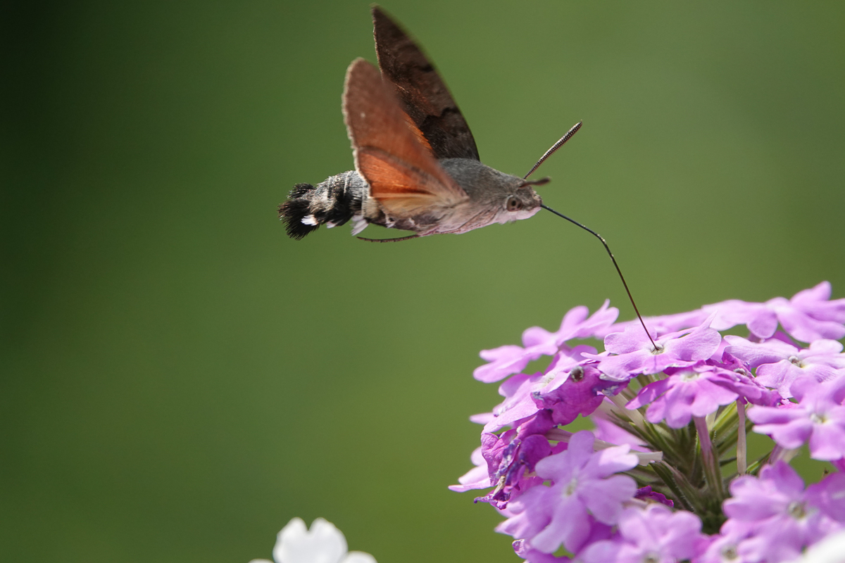 Taubenschwänzchen mit Sony RX10m4