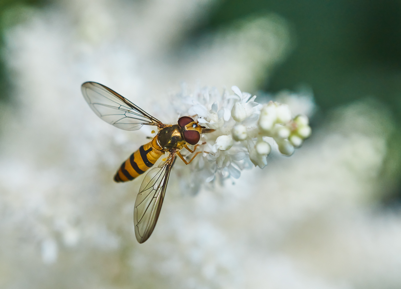 Kleine Schwebfliege auf Wolke sieben