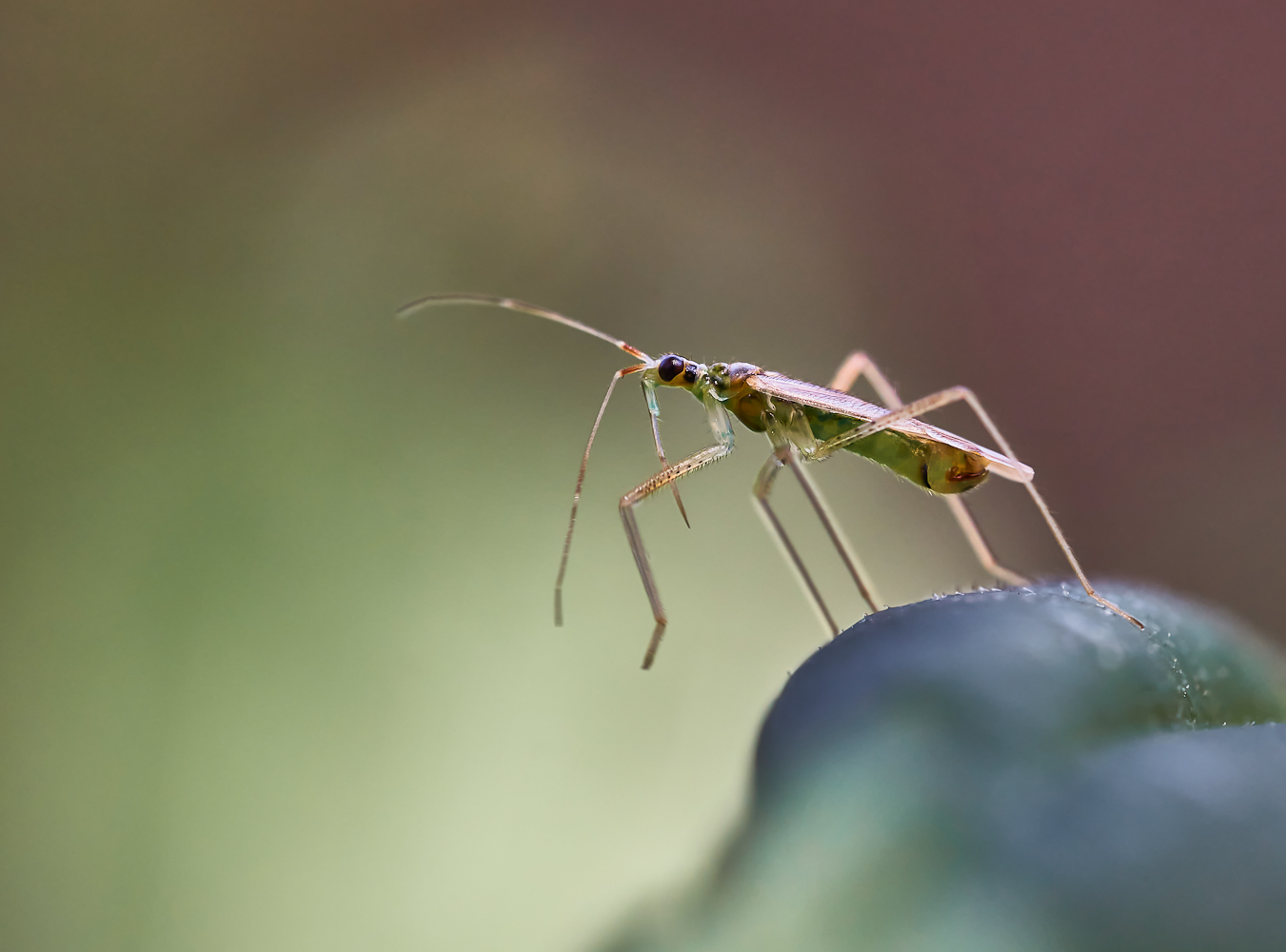 Weidenröschen Weichwanze (Dicyphus epilobii)