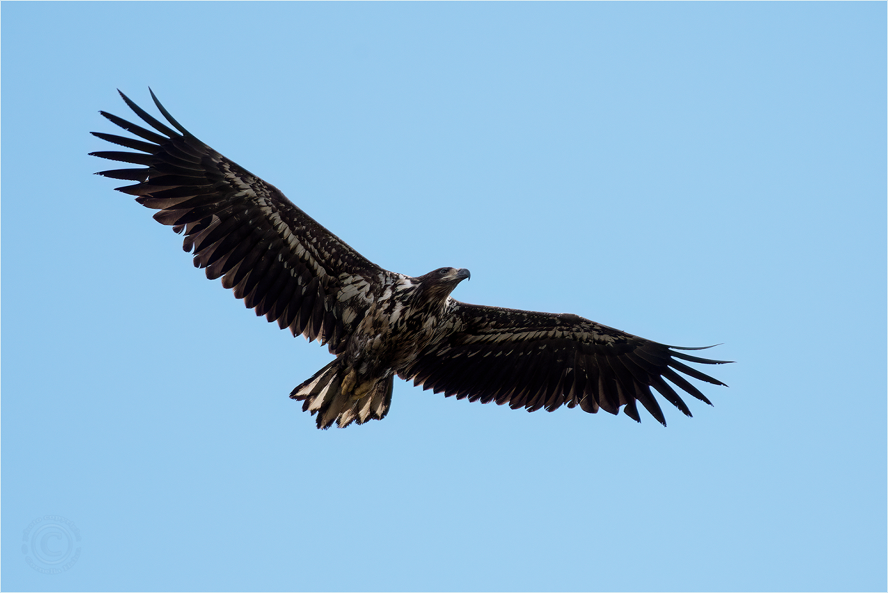 Auch der Seeadler…