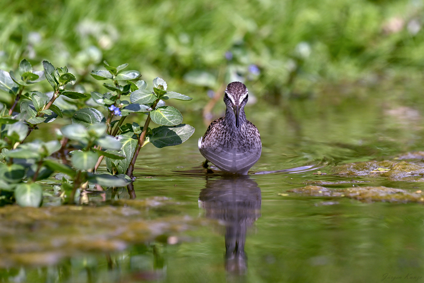 Bruchwasserläufer