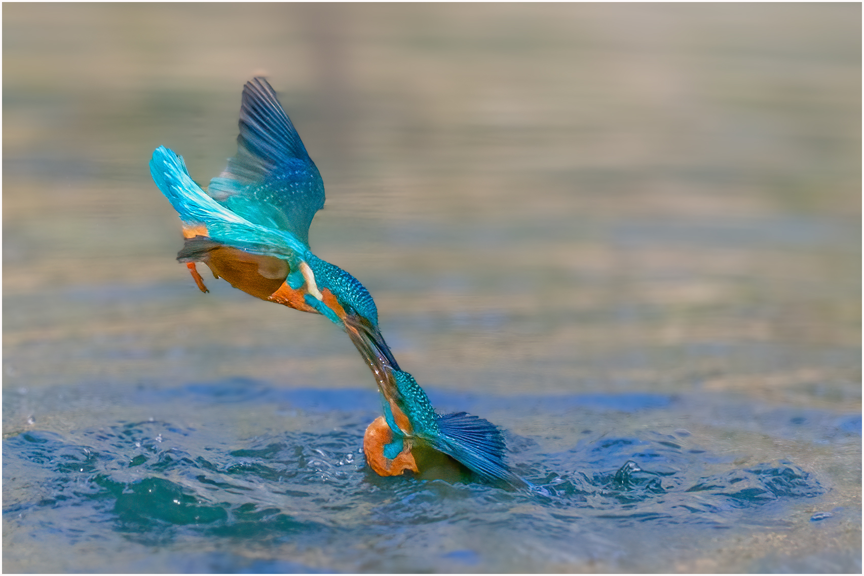 Eisvogel
