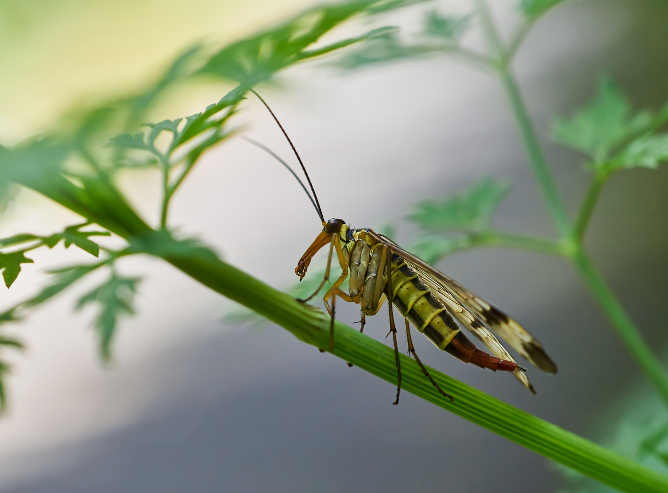 Skorpionsfliege