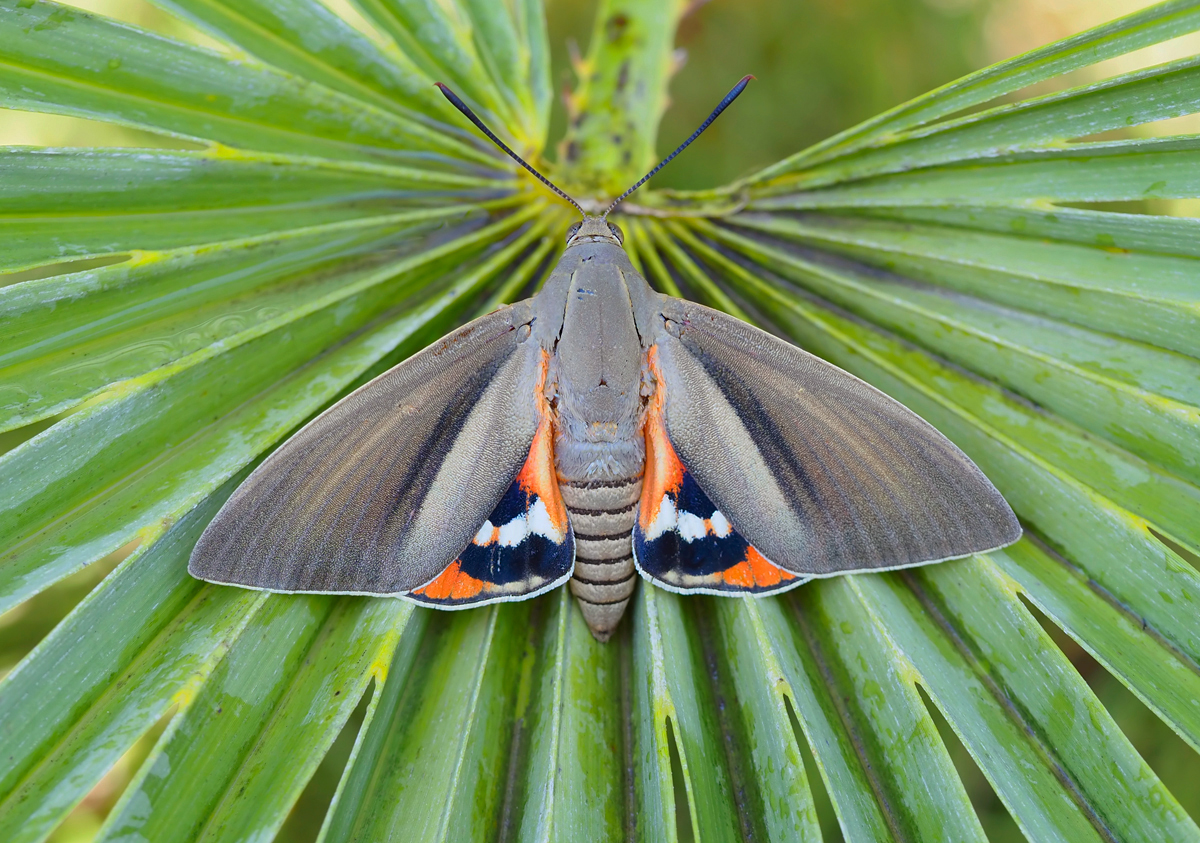 Paysandisia archon (2) 