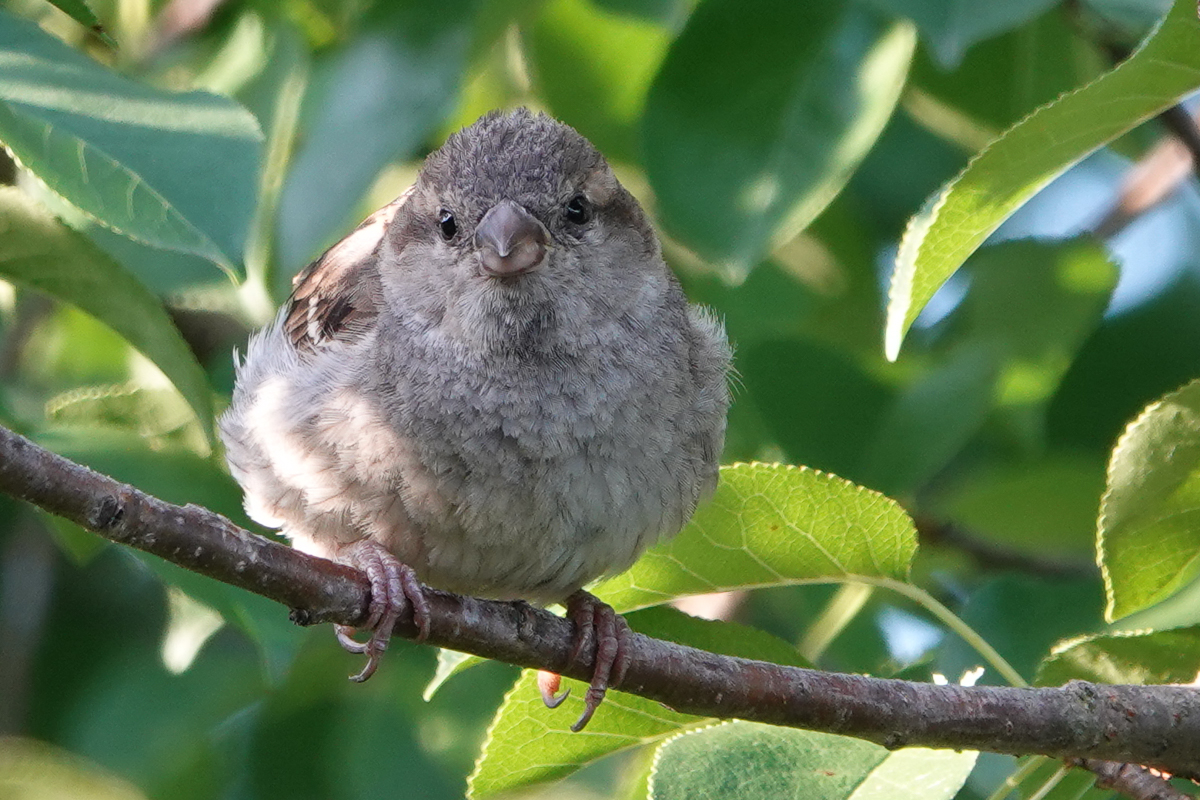 Süßer Spatz
