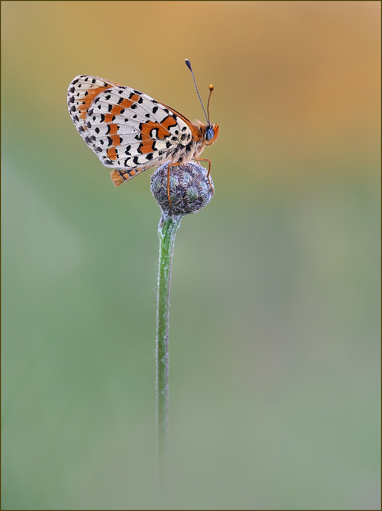 *Melitaea didyma*