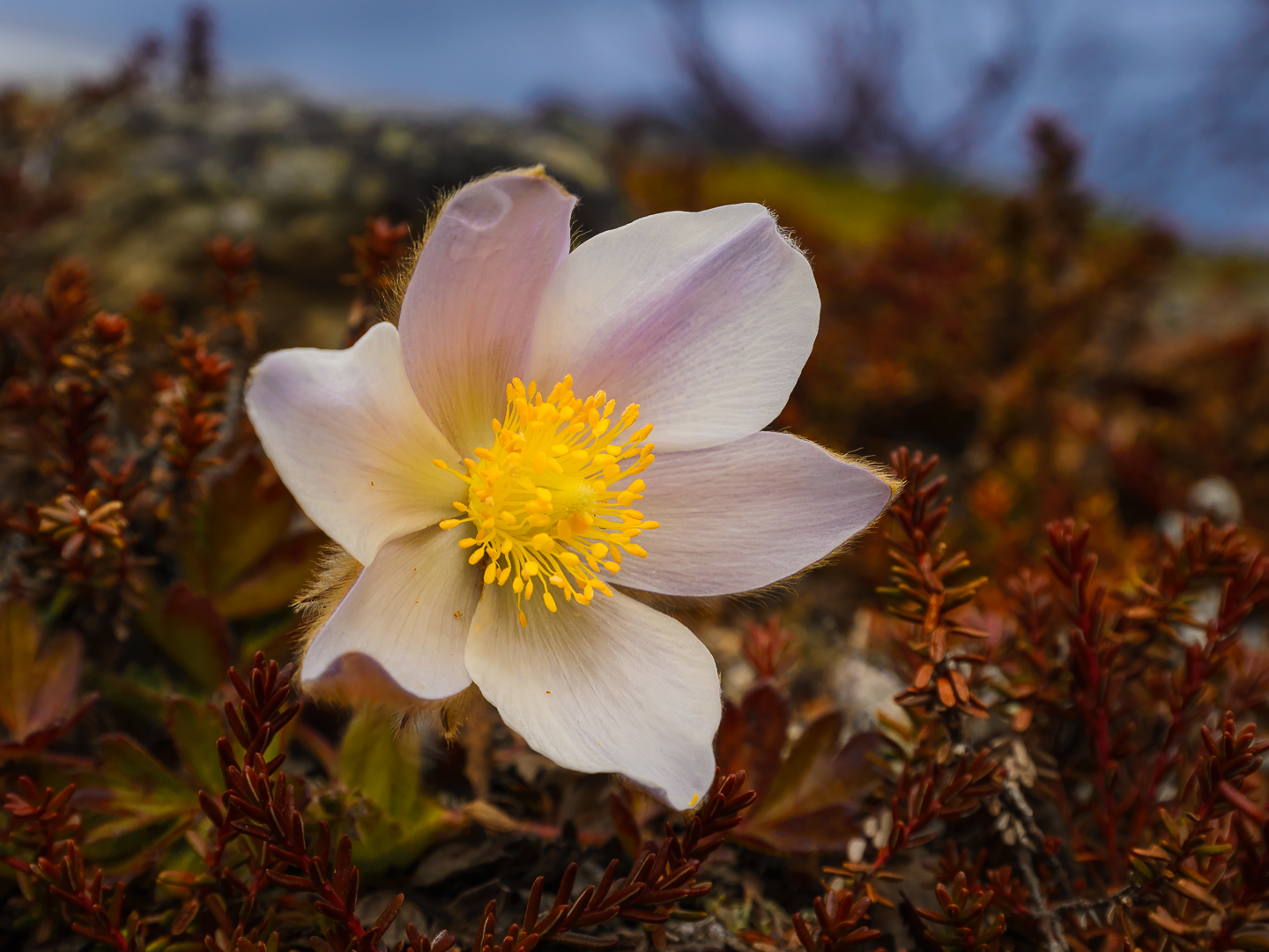 Pulsatilla vernalis
