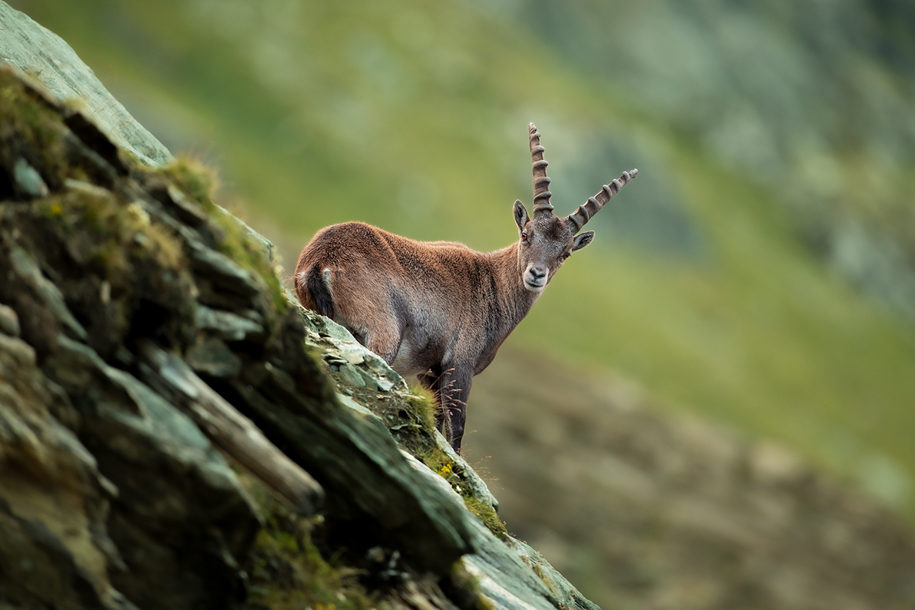 Steinbock