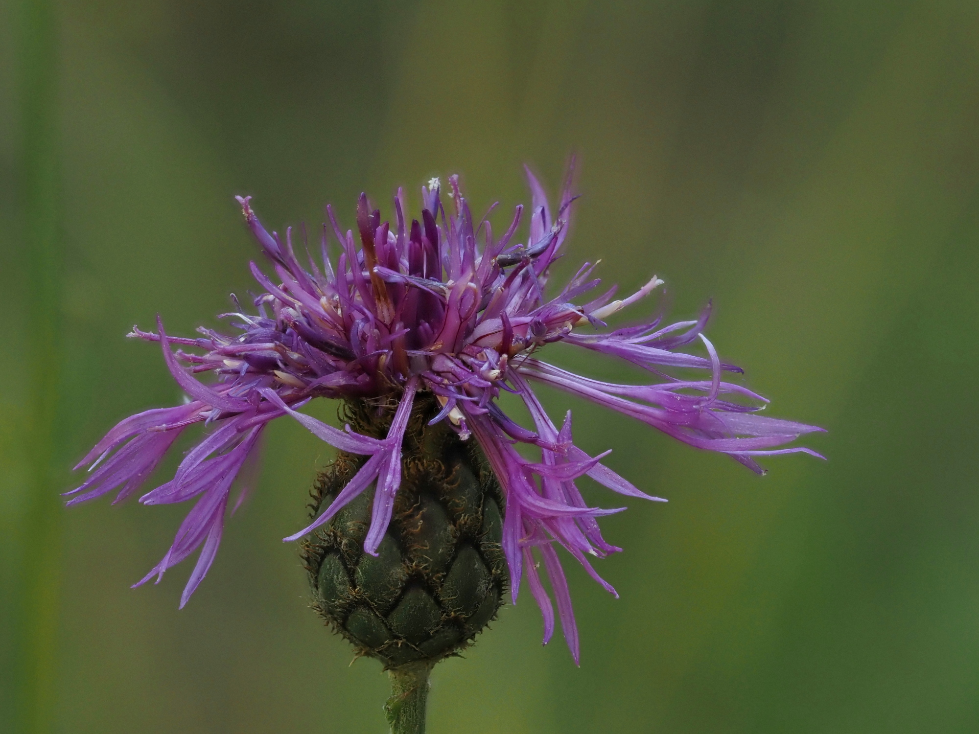 Skabiosen Flockenblume