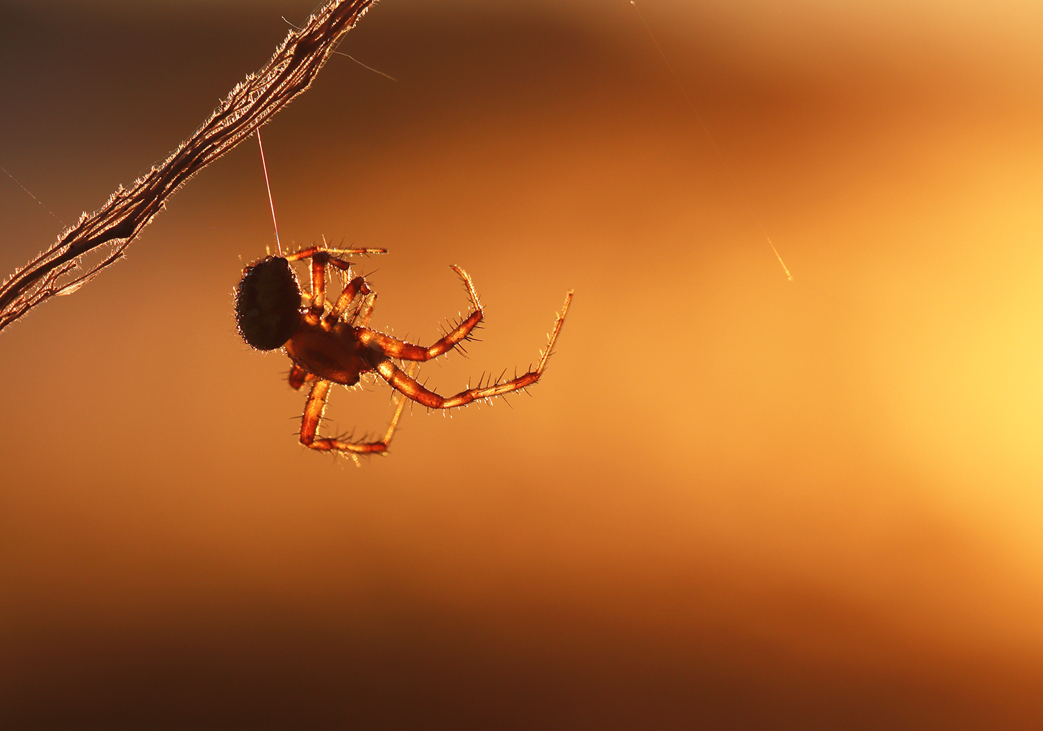 Spinne am Morgen