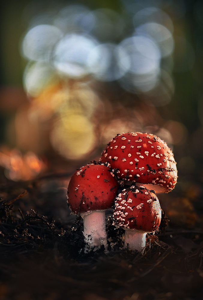 Schmuddelkinder ...,