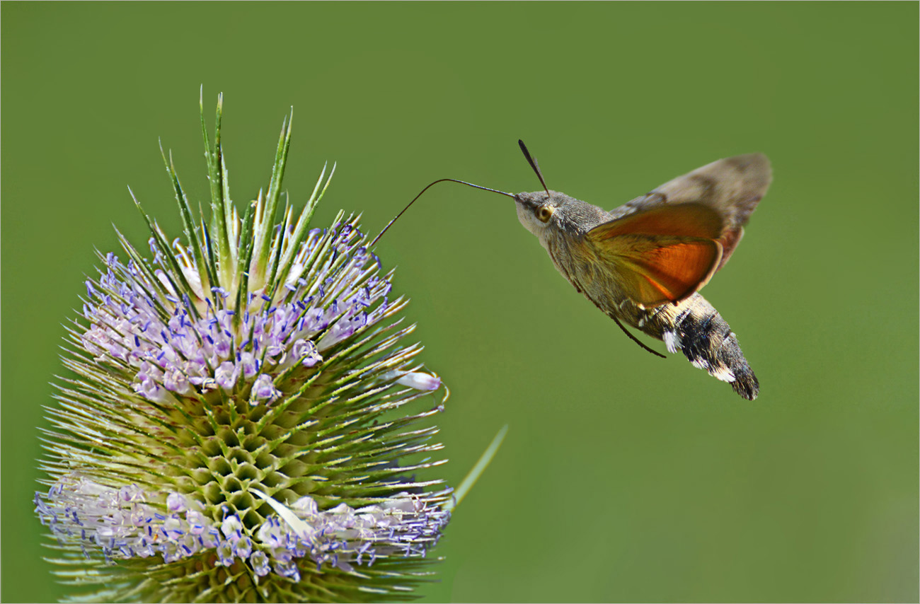 Taubenschwänzchen