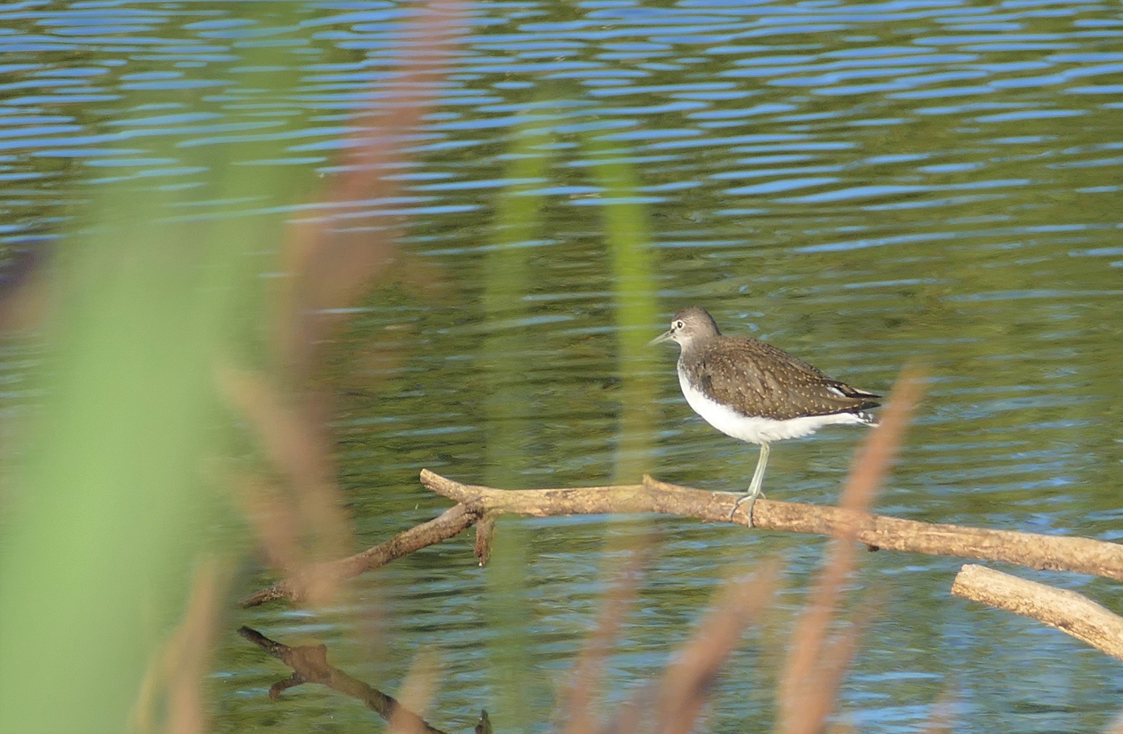 Der Waldwasserläufer