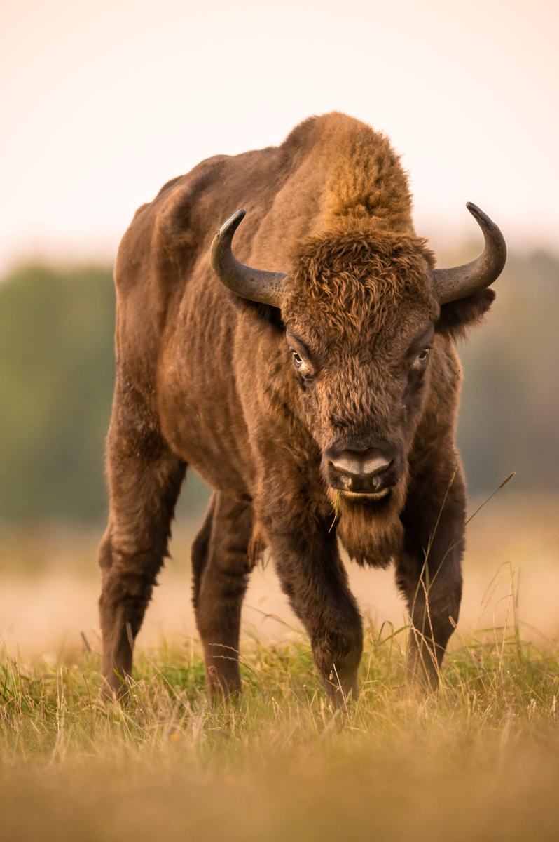 Wisent am Morgen