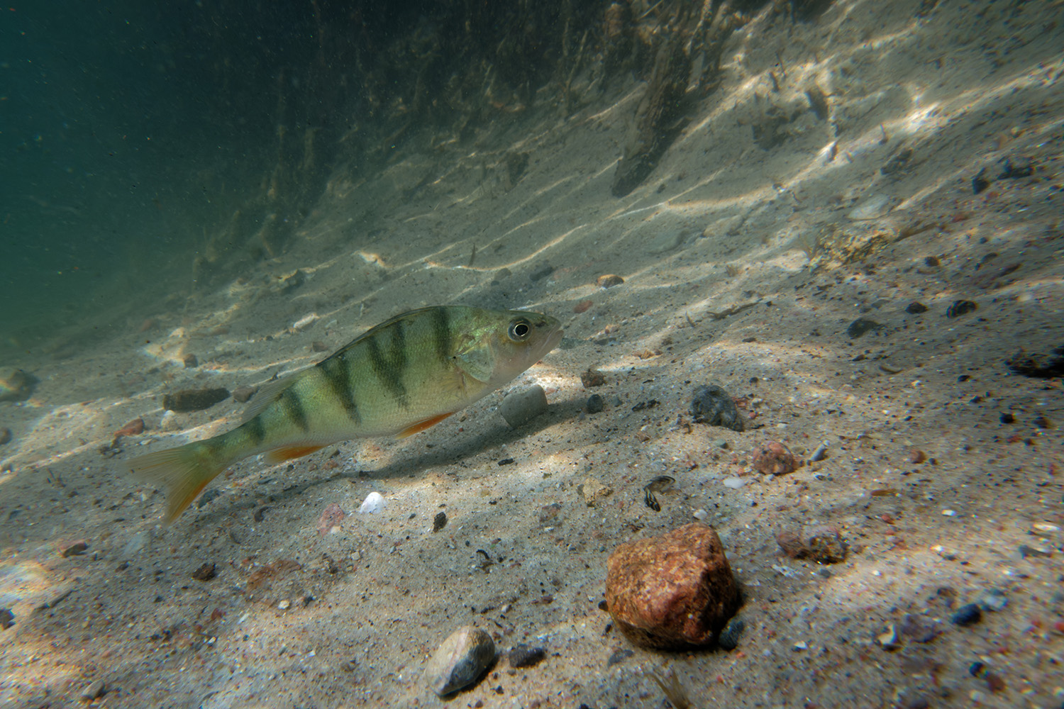 Flussbarsch