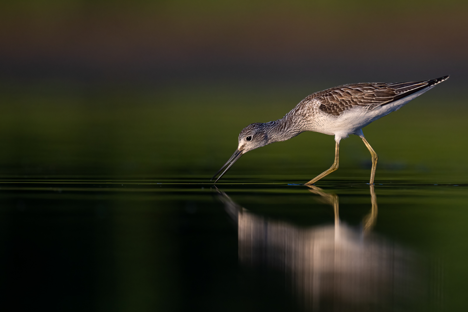 Im Flachwasser