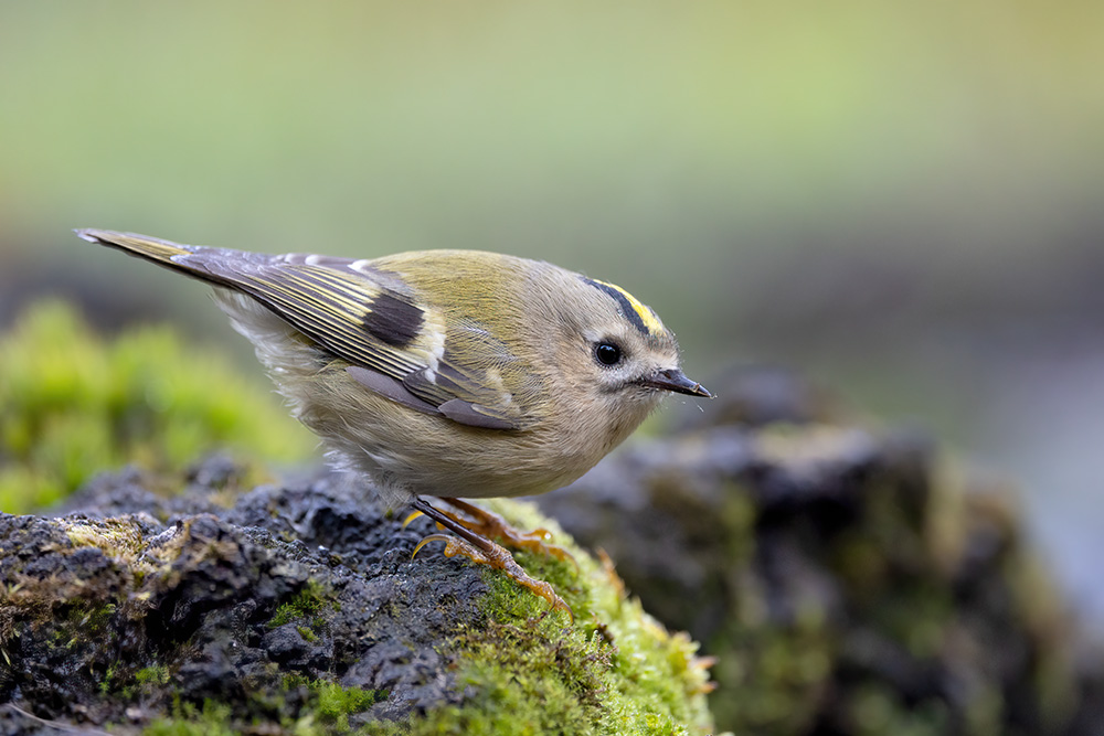 Wintergoldhähnchen