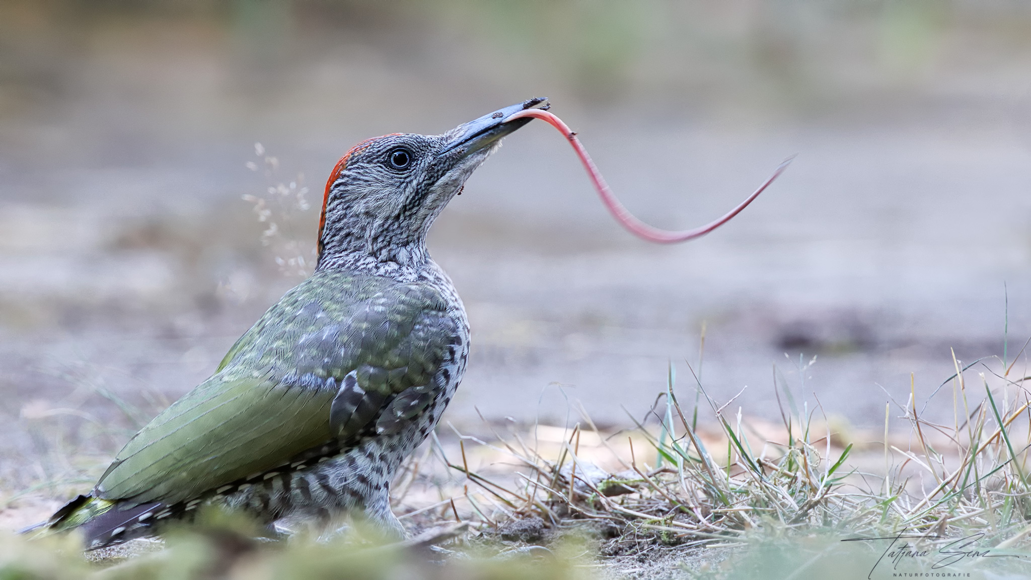 die Zunge vom GRÜNSPECHT (Forum für Naturfotografen)