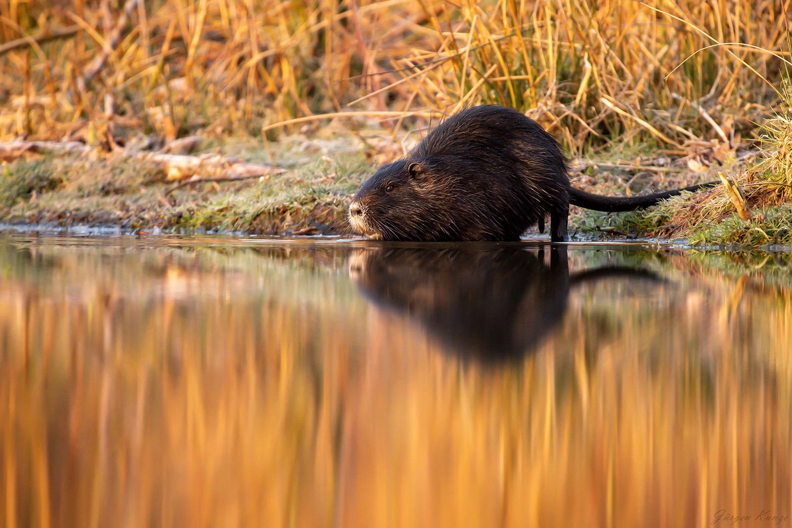 Nutria-Papa