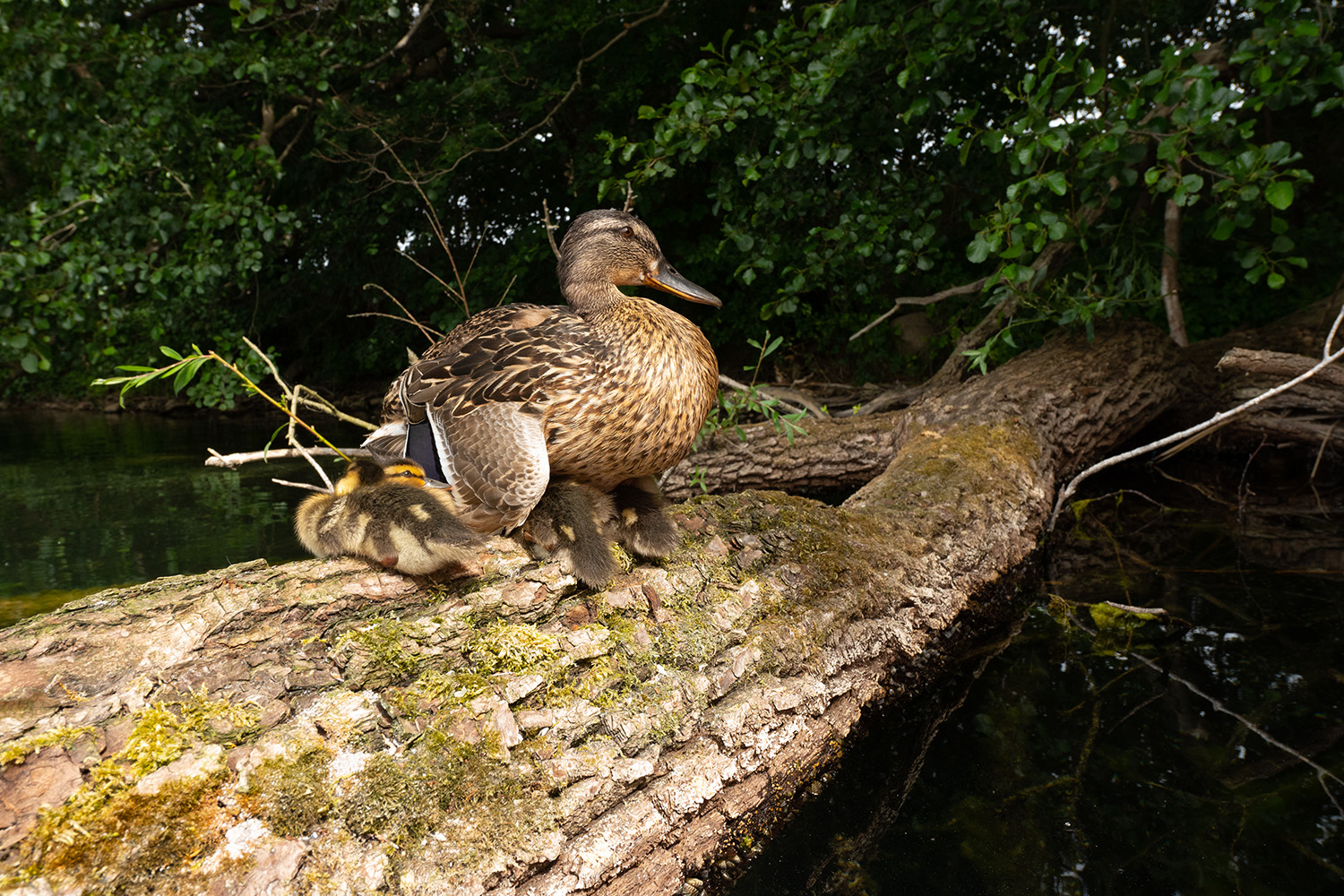 Stockente mit Kücken