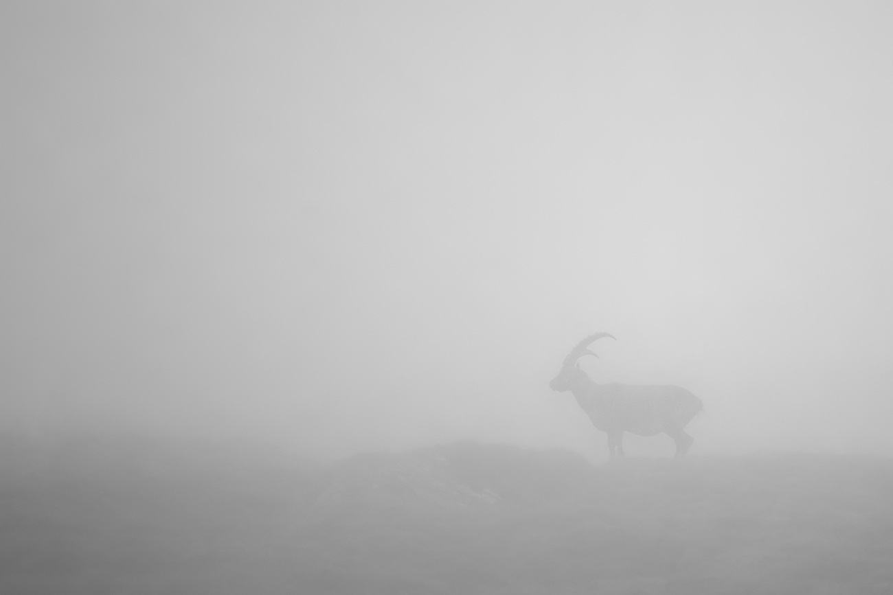 Nebel und Regen