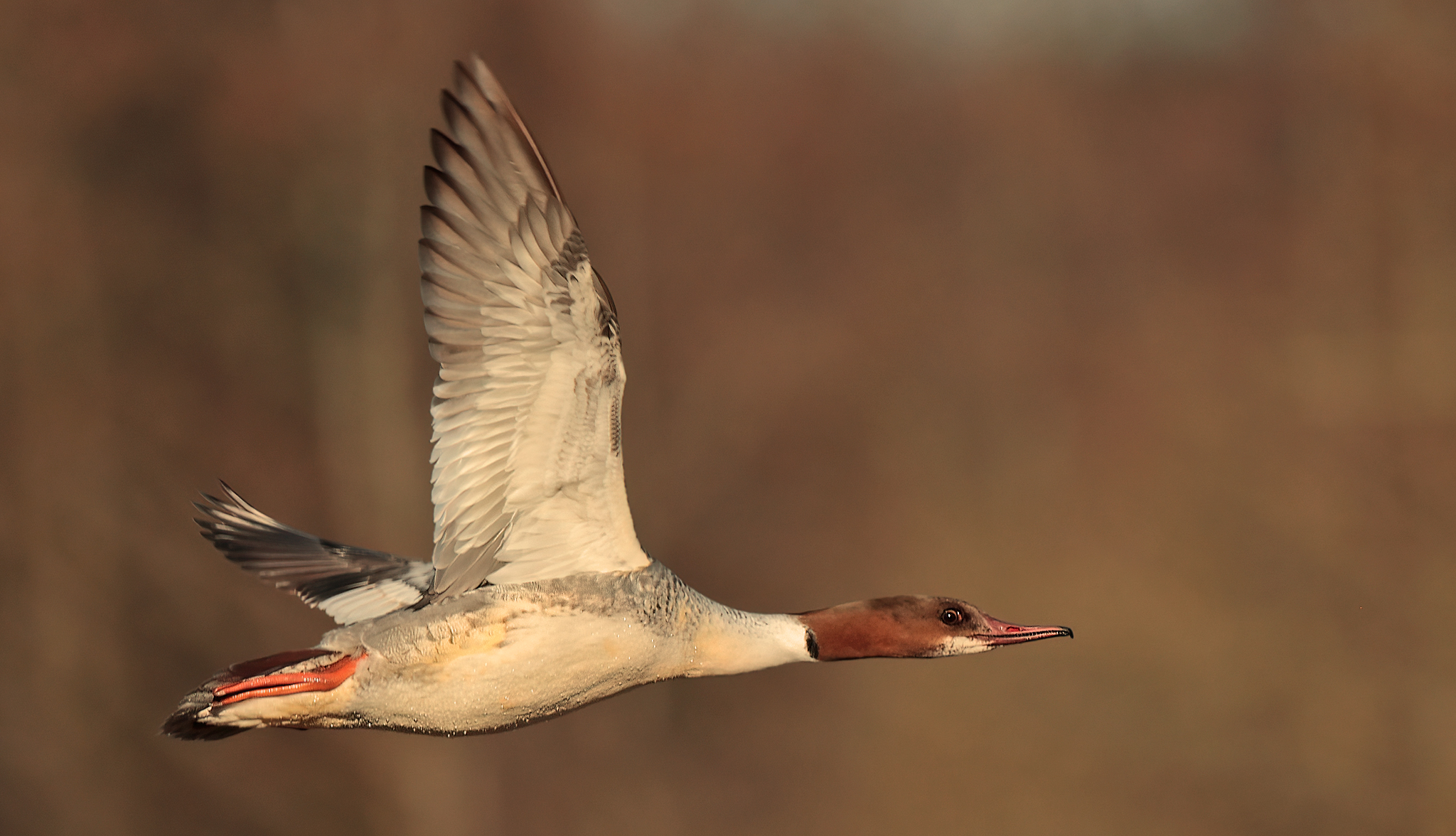 Gänsesäger (Mergus merganser)