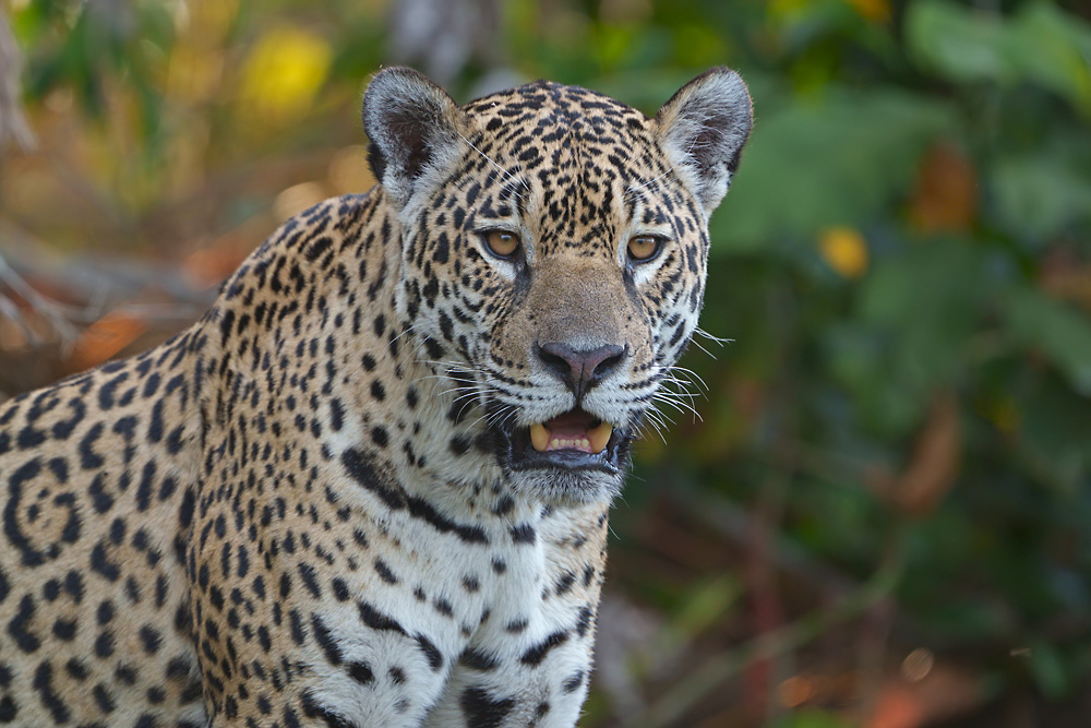 Jaguar