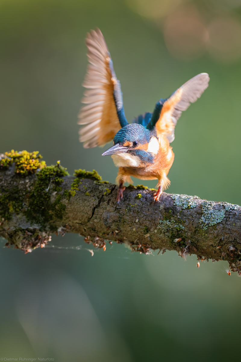 Jungeisvogel