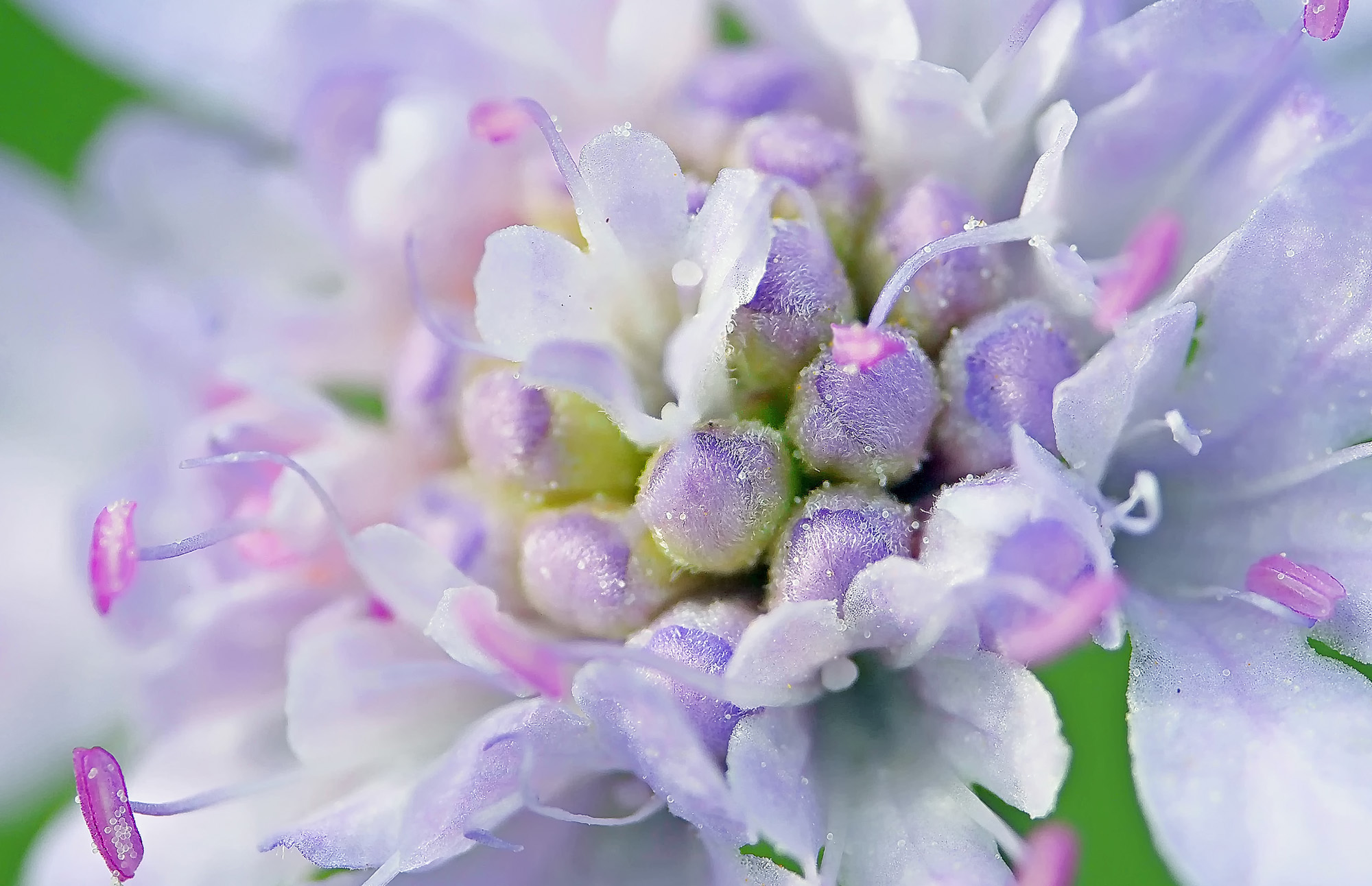 Scabiose