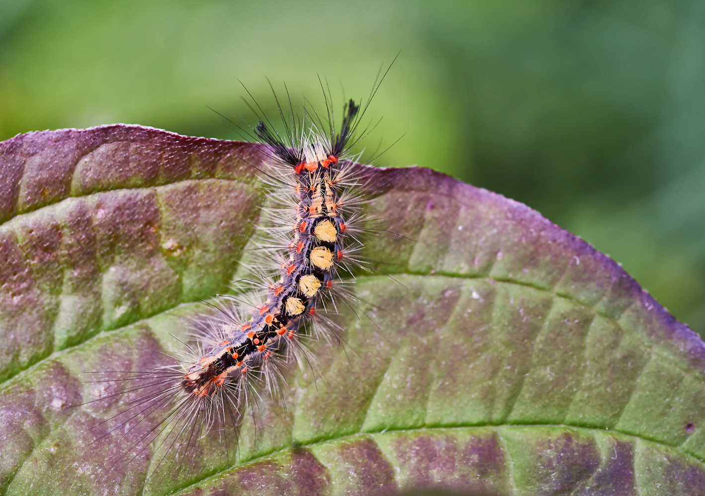 Raupe des Schlehen-Bürstenspinners (Orgyia antiqua)