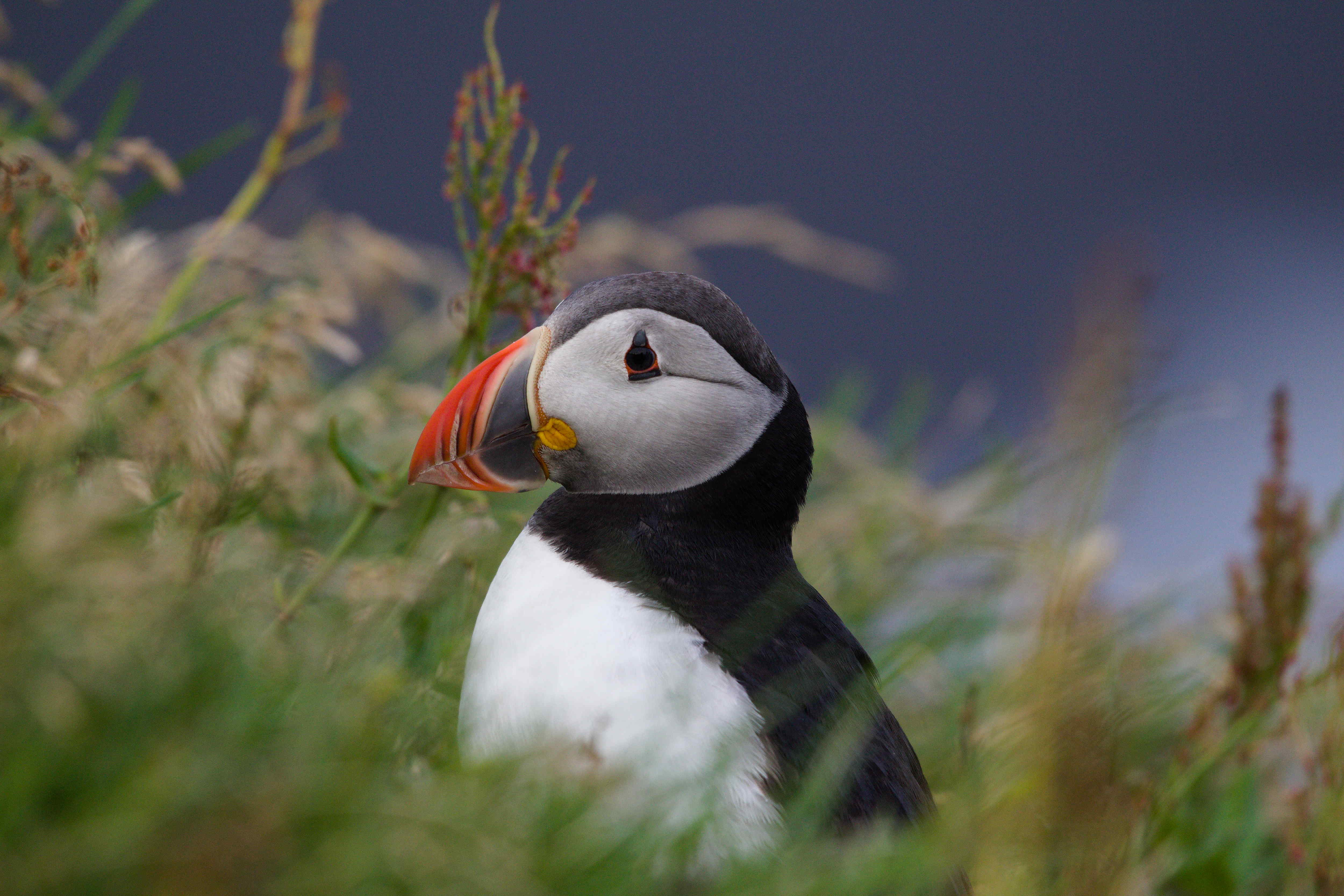 Puffin im Portrait